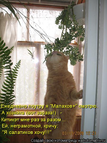 Котоматрица: Ежедневно поутру я "Малахов+" смотрю. Китикэт мне раз за разом... А хозяйка (вот зараза!)   - Ей, неграмотной, кричу: "Я салатиков хочу!!!"