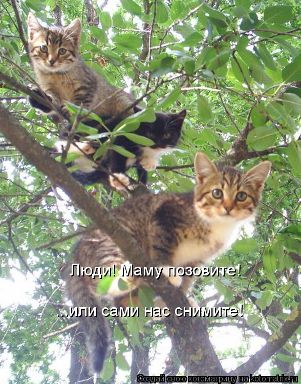 Котоматрица: Люди! Маму позовите! ...или сами нас снимите!