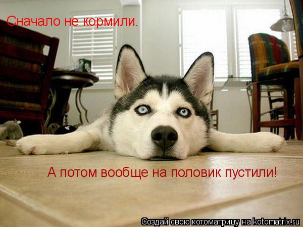 Котоматрица: Сначало не кормили. А потом вообще на половик пустили!