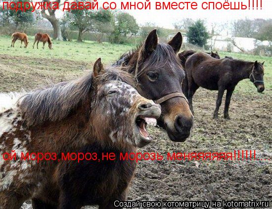Котоматрица: подружка давай со мной вместе споёшь!!!! ой мороз,мороз,не морозь меняяяяяя!!!!!!.............