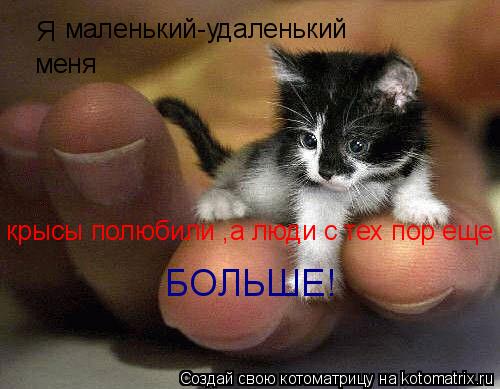 Котоматрица: Я маленький-удаленький меня крысы полюбили ,а люди с тех пор еще БОЛЬШЕ!