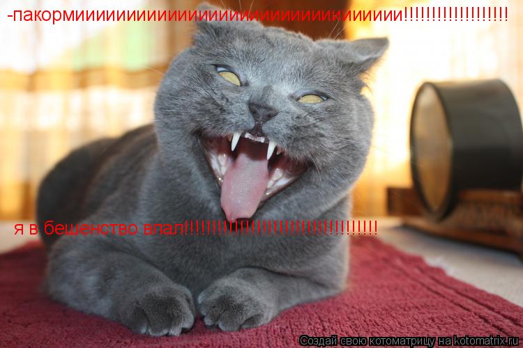 Котоматрица: -пакормииииииииииииииииииииииииииииииии!!!!!!!!!!!!!!!!!!! я в бешенство впал!!!!!!!!!!!!!!!!!!!!!!!!!!!!!!!!!!!