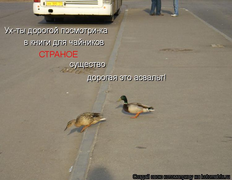 Котоматрица: Ух-ты дорогой посмотри-ка  в книги для чайников СТРАНОЕ существо дорогая это асвальт!