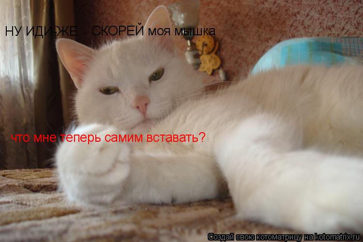 Котоматрица: НУ ИДИ-ЖЕ СКОРЕЙ моя мышка  что мне теперь самим вставать?