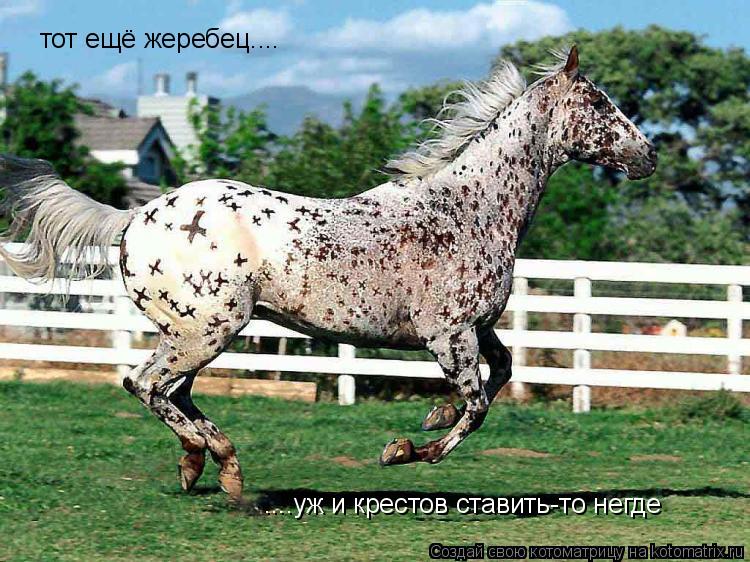 Котоматрица: тот ещё жеребец.... ....уж и крестов ставить-то негде