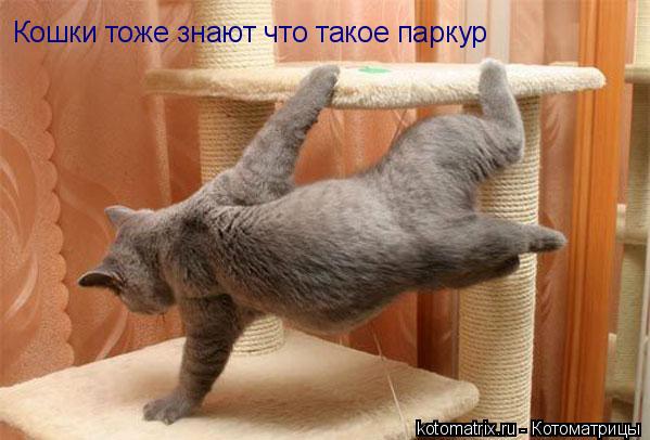 Котоматрица: Кошки тоже знают что такое паркур