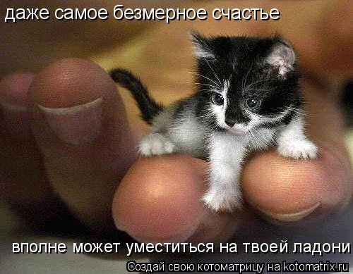 Котоматрица: даже самое безмерное счастье вполне может уместиться на твоей ладони
