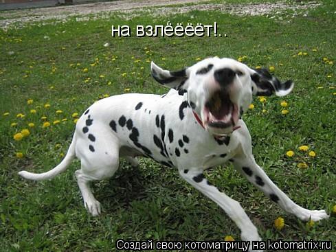 Котоматрица: на взлёёёёт!..