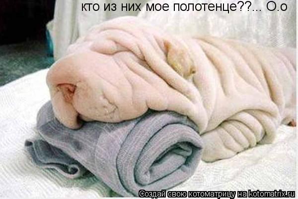 Котоматрица: кто из них мое полотенце??... О.о