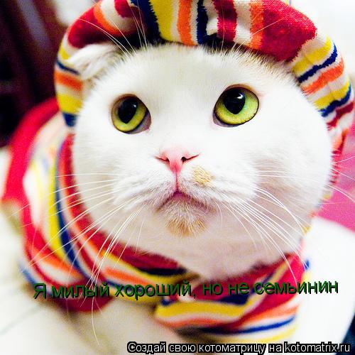 Котоматрица: Я милый хороший, но не семьинин