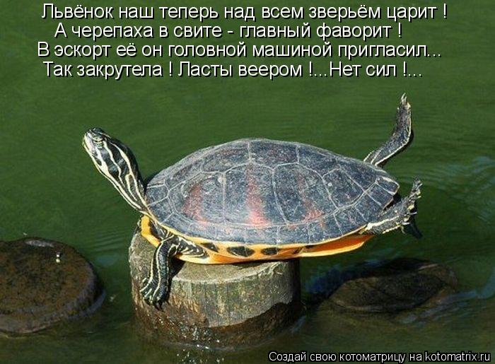 Котоматрица: Львёнок наш теперь над всем зверьём царит ! В эскорт её он головной машиной пригласил... Так закрутела ! Ласты веером !...Нет сил !... А черепаха 