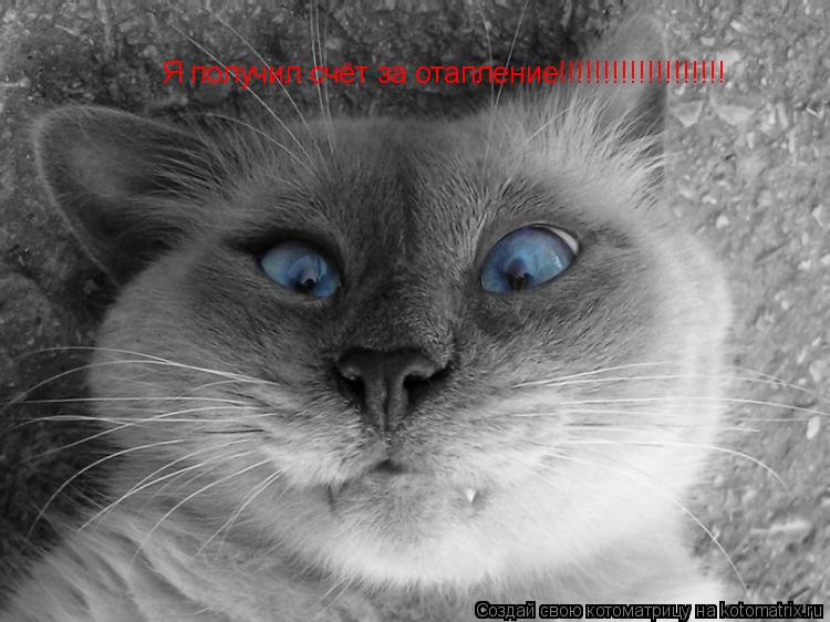 Котоматрица: Я получил счёт за отапление!!!!!!!!!!!!!!!!!!!