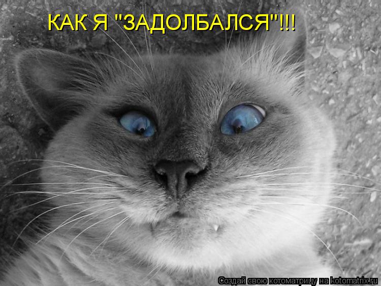 Котоматрица: КАК Я 'ЗАДОЛБАЛСЯ'!!!