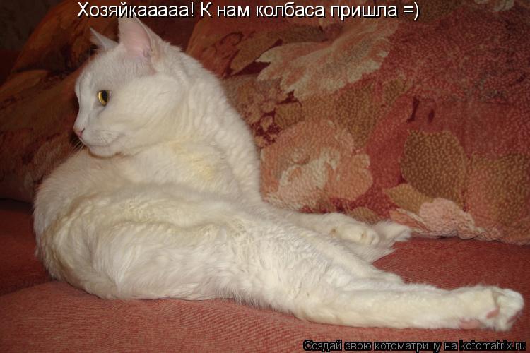 Котоматрица: Хозяйкааааа! К нам колбаса пришла =)