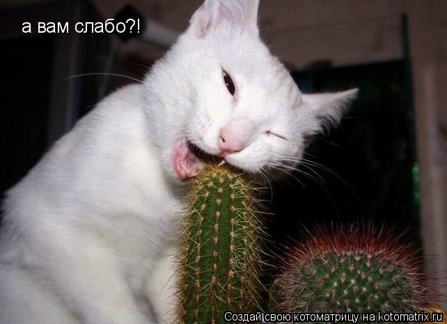 Котоматрица: а вам слабо?!