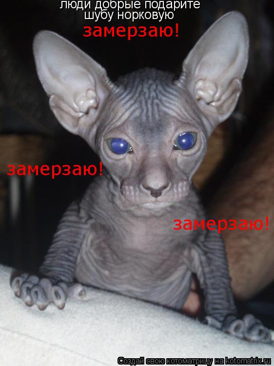 Котоматрица: люди добрые подарите шубу норковую замерзаю! замерзаю! замерзаю!