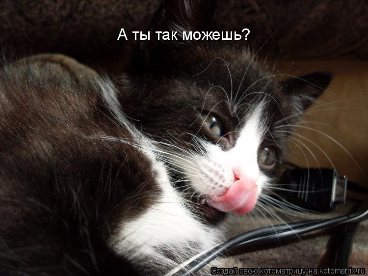 Котоматрица: А ты так можешь?