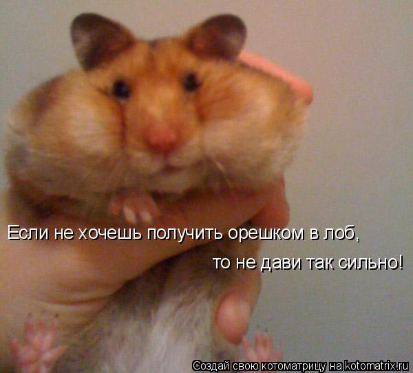 Котоматрица: Если не хочешь получить орешком в лоб, то не дави так сильно!