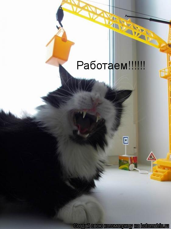 Котоматрица: Работаем!!!!!!