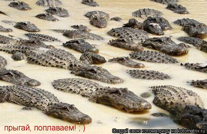 Котоматрица: прыгай, поплаваем! ; )