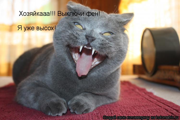 Котоматрица: Хозяйкааа!!! Выключи фен! Я уже высох!