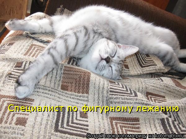 Котоматрица: Специалист по фигурному лежанию