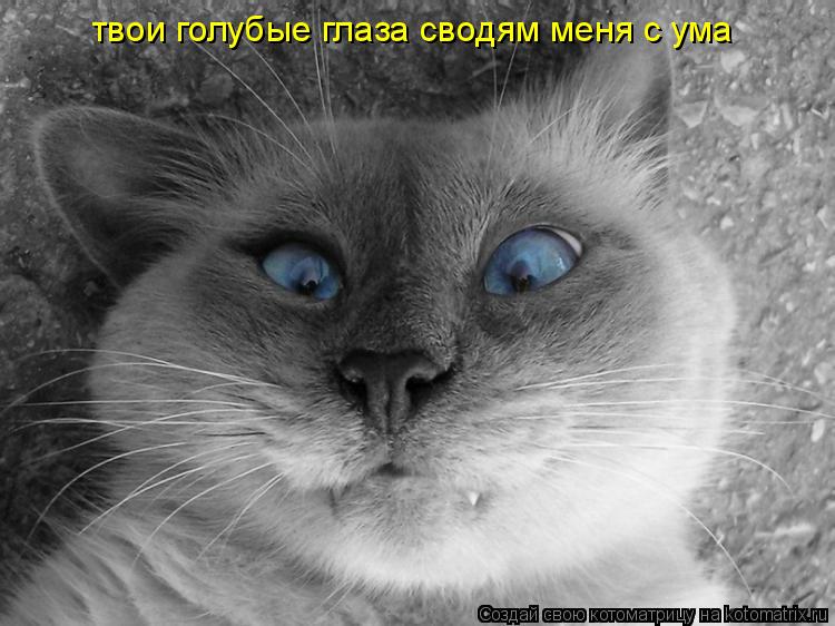 Котоматрица: твои голубые глаза сводям меня с ума