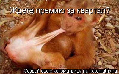 Котоматрица: Ждете премию за квартал?