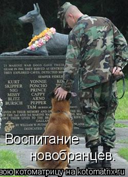 Котоматрица: Воспитание  новобранцев.
