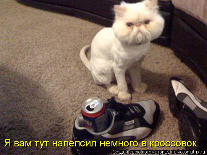 Я вам тут напепсил немного в кроссовок.... Котоматрица: Я вам тут напепсил немного в кроссовок.