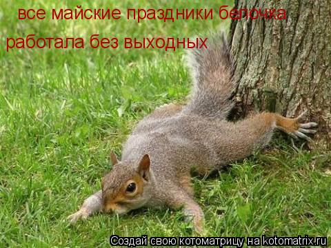 Котоматрица: все майские праздники белочка  работала без выходных