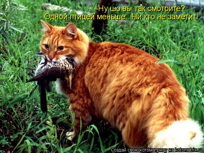 Котоматрица: -Ну шо вы так смотрите? - Одной птицей меньше...Ни кто не заметит!