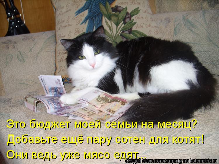 Котоматрица: Это бюджет моей семьи на месяц? Добавьте ещё пару сотен для котят! Они ведь уже мясо едят...