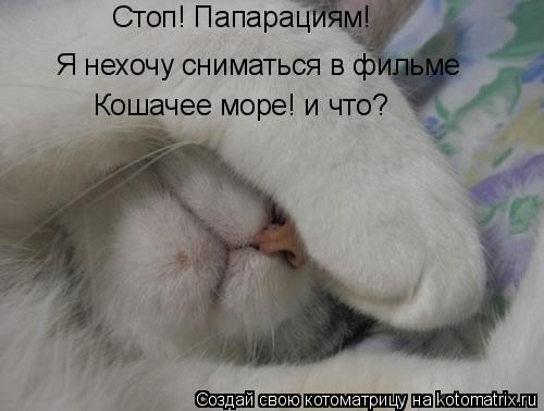 Котоматрица: Стоп! Папарациям!  Я нехочу сниматься в фильме  Кошачее море! и что?