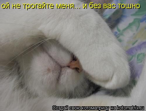 Котоматрица: ой не трогайте меня... и без вас тошно