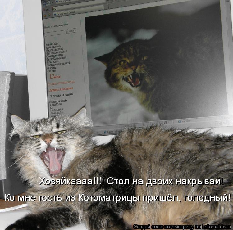 Котоматрица: Хозяйкаааа!!!! Стол на двоих накрывай! Ко мне гость из Котоматрицы пришёл, голодный!