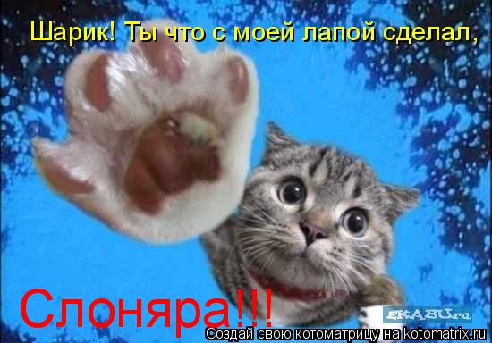 Котоматрица: Шарик! Ты что с моей лапой сделал,  Слоняра!!!