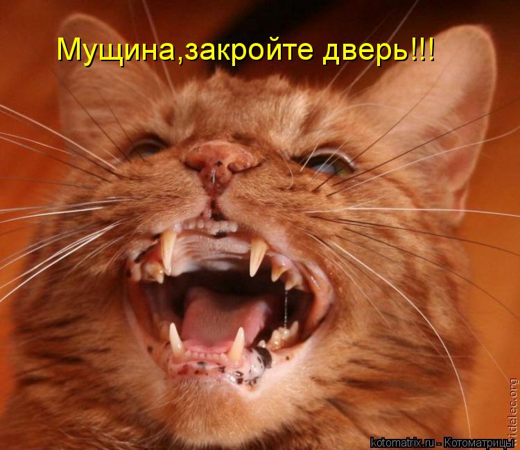 Котоматрица: Мущина,закройте дверь!!!