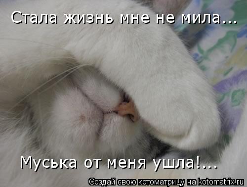 Котоматрица: Стала жизнь мне не мила... Муська от меня ушла!...