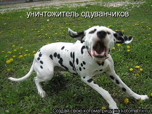 Котоматрица: уничтожитель одуванчиков