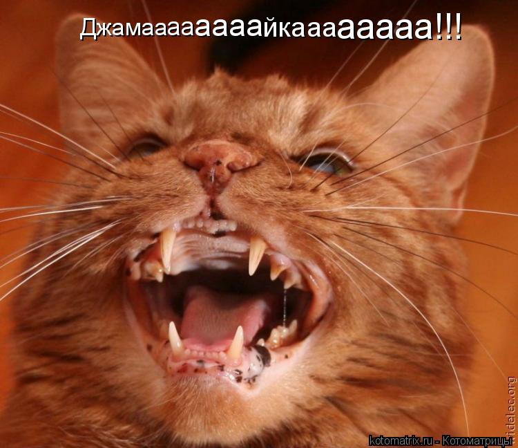 Котоматрица: Джамаа аа аааа йкааа ааааа!!!