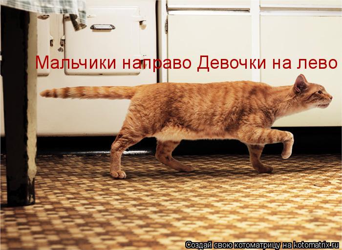Котоматрица: Мальчики направо Девочки на лево