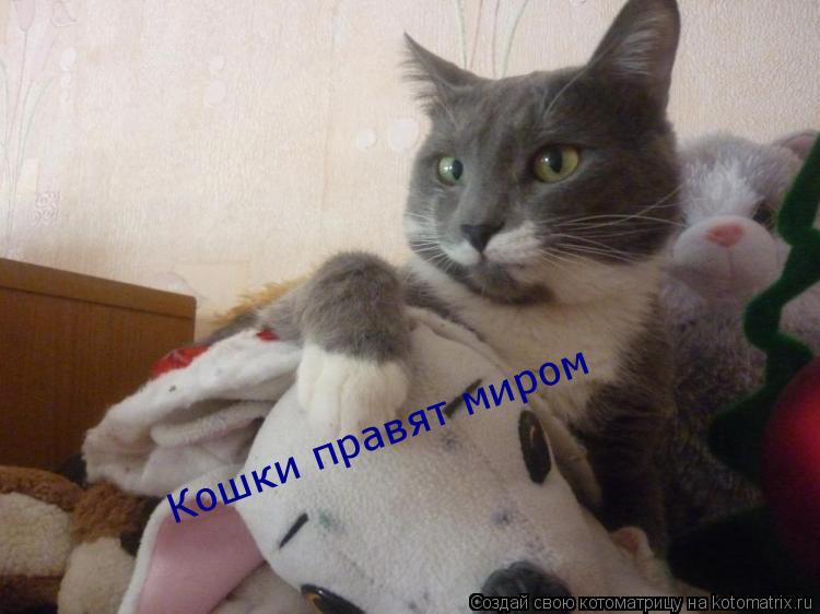 Котоматрица: Кошки правят миром