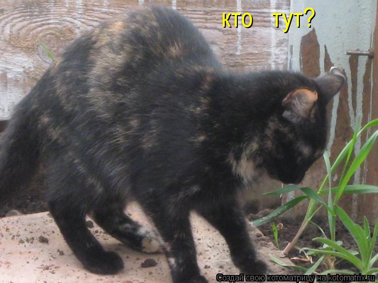 Котоматрица: кто   тут?