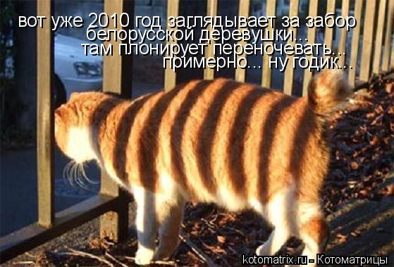 Котоматрица: вот уже 2010 год заглядывает за забор белорусской деревушки... там плонирует переночевать... примерно... ну годик...
