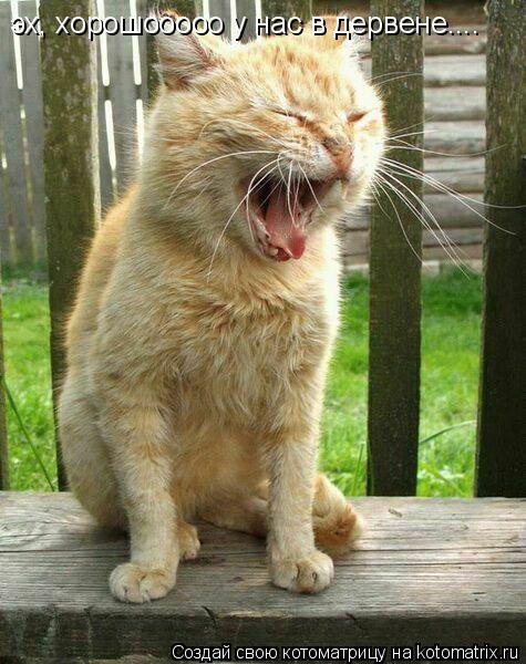 Котоматрица: эх, хорошооооо у нас в дервене....