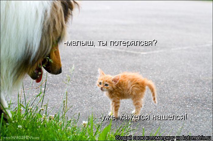 Котоматрица: -малыш, ты потерялсвя? -уже, кажется нашелся!