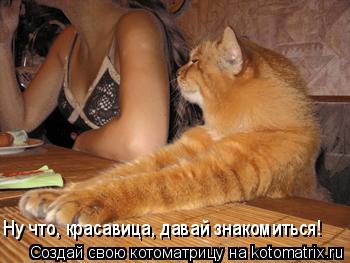 Котоматрица: Ну что, красавица, давай знакомиться!