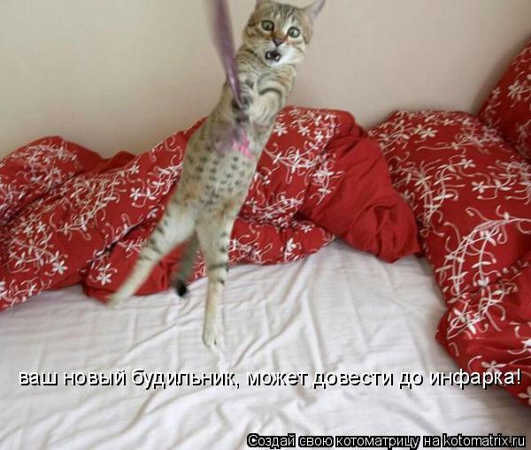 Котоматрица: ваш новый будильник, может довести до инфарка!