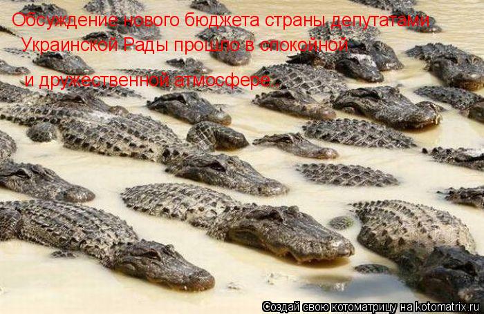 Котоматрица: Обсуждение нового бюджета страны депутатами   Украинской Рады прошло в спокойной  и дружественной атмосфере..